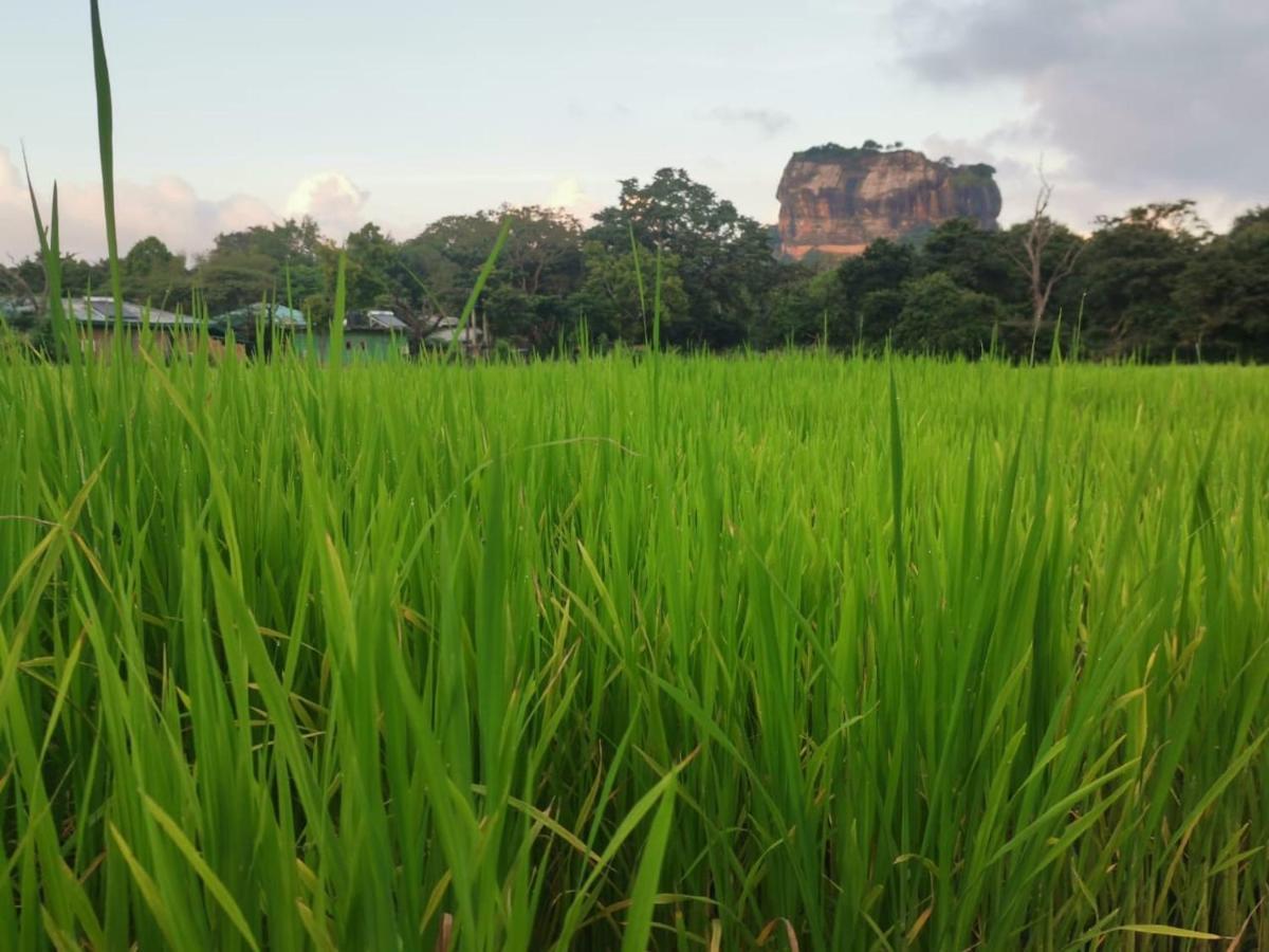 Sunshine Resort & Spa Sigiriya Exterior foto