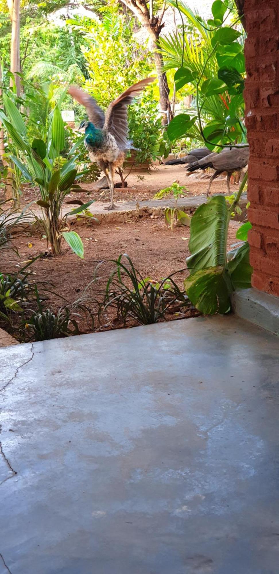 Sunshine Resort & Spa Sigiriya Exterior foto