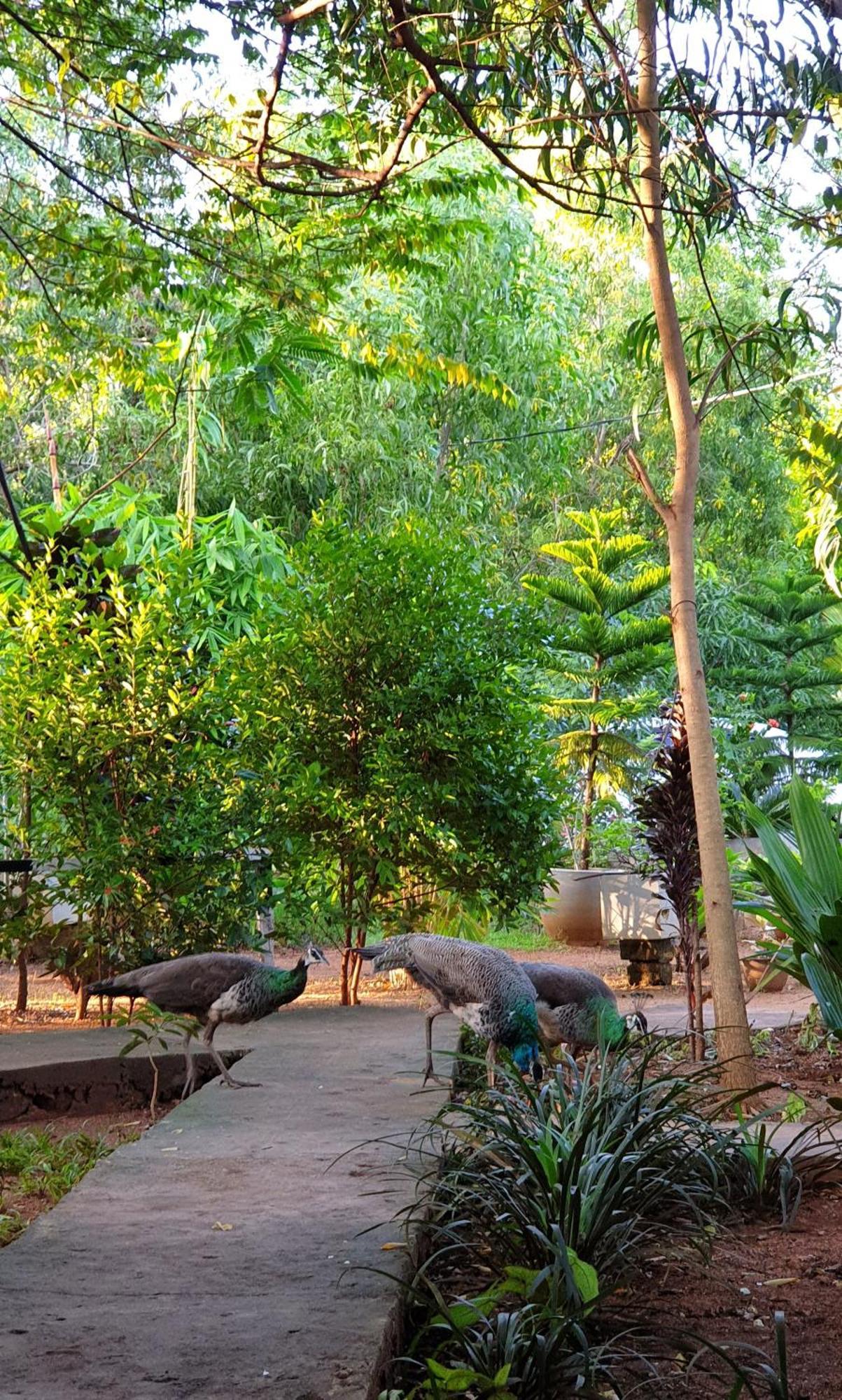 Sunshine Resort & Spa Sigiriya Exterior foto